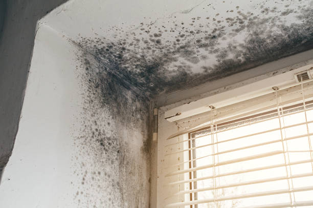 Affordable Mold Cleanup solutions in Pleasant Hall, PA